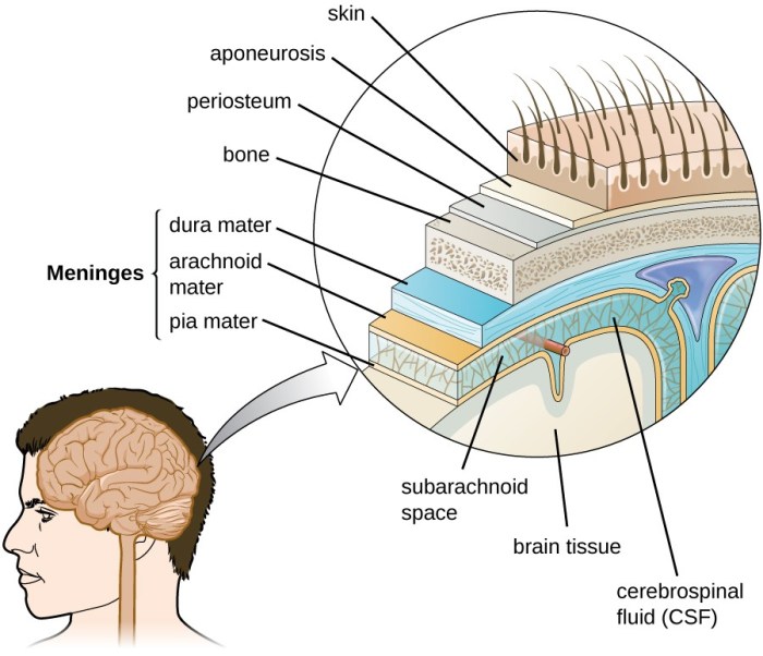 Anatomy of the Nervous System | Microbiology