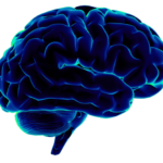 Brain PNG