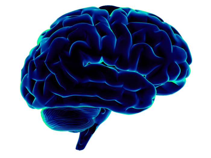 Brain PNG